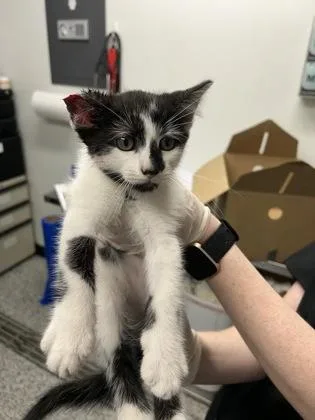 A baby small-sized male Domestic Short Hair cat named Norman for adoption in West Chester, PA