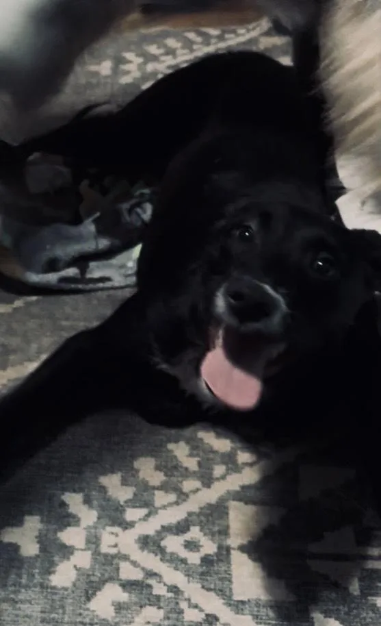 A baby medium-sized female Tricolor (Brown, Black, & White) Mixed Breed dog named Serana for adoption in Clinton Township, MI
