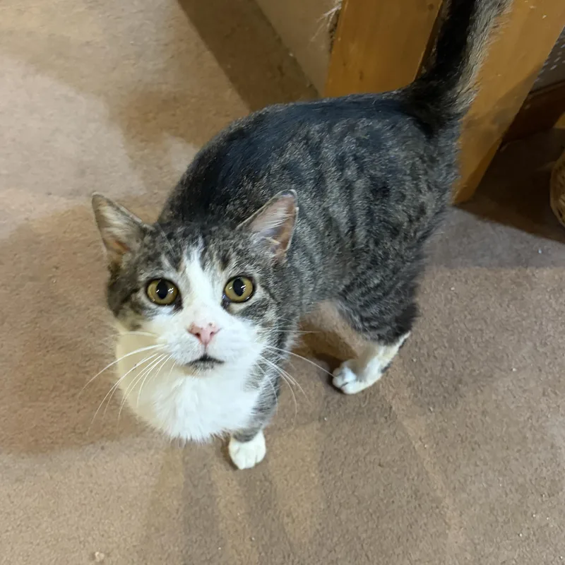 An adult medium-sized female Tabby (Gray / Blue / Silver) Domestic Short Hair cat named Butterscotch for adoption in Mineral Point, WI