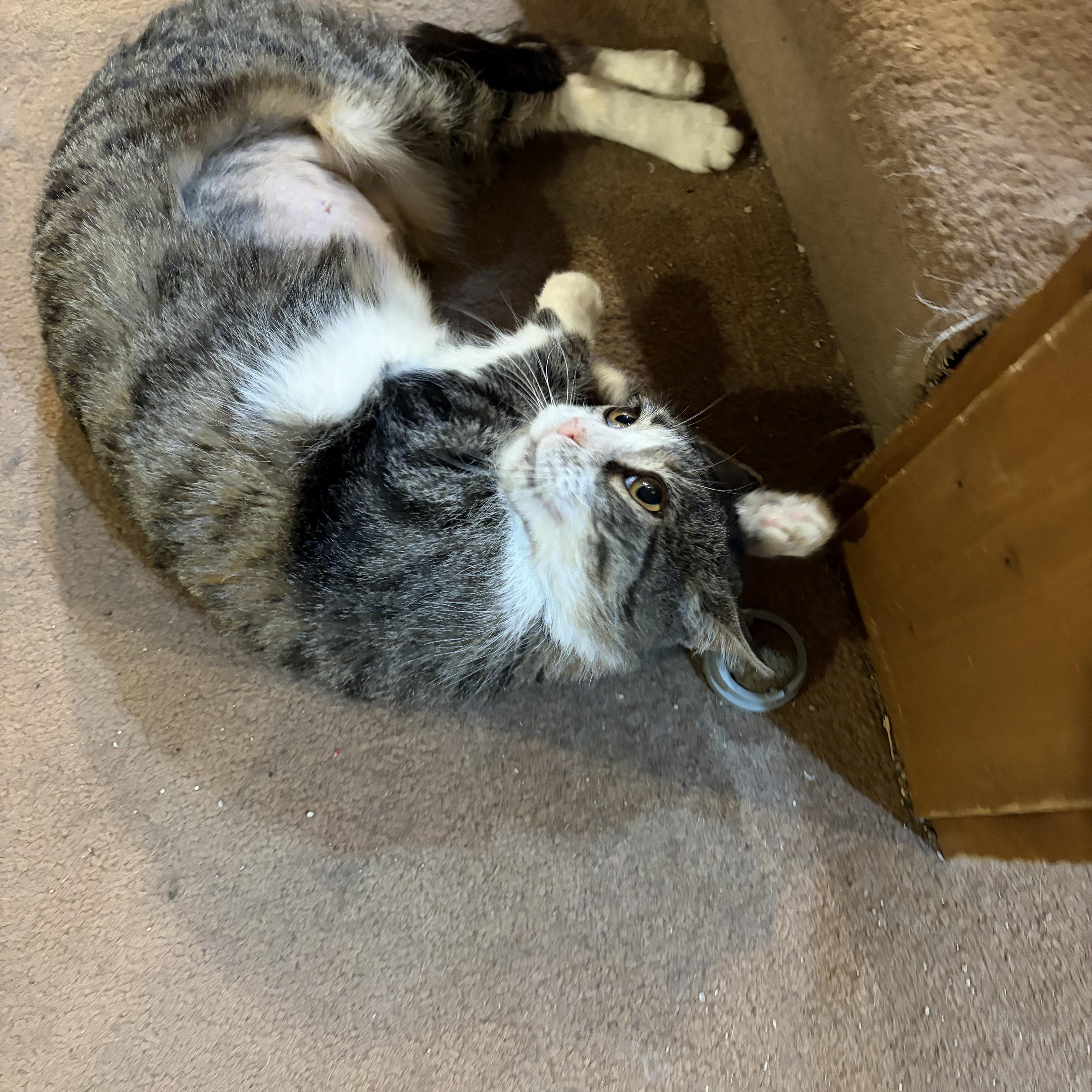 Butterscotch thumbnail 2