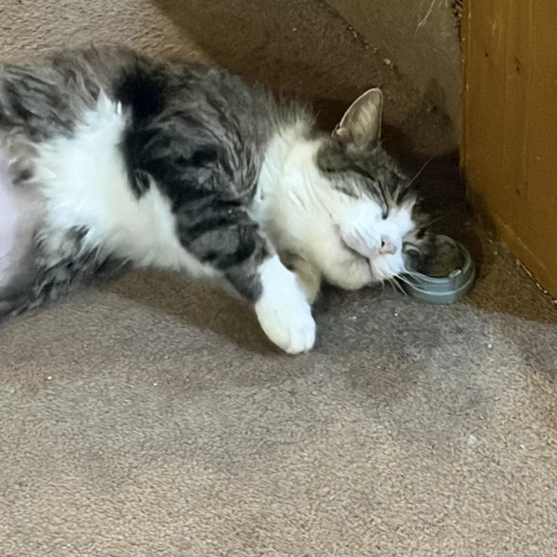 Butterscotch thumbnail 3