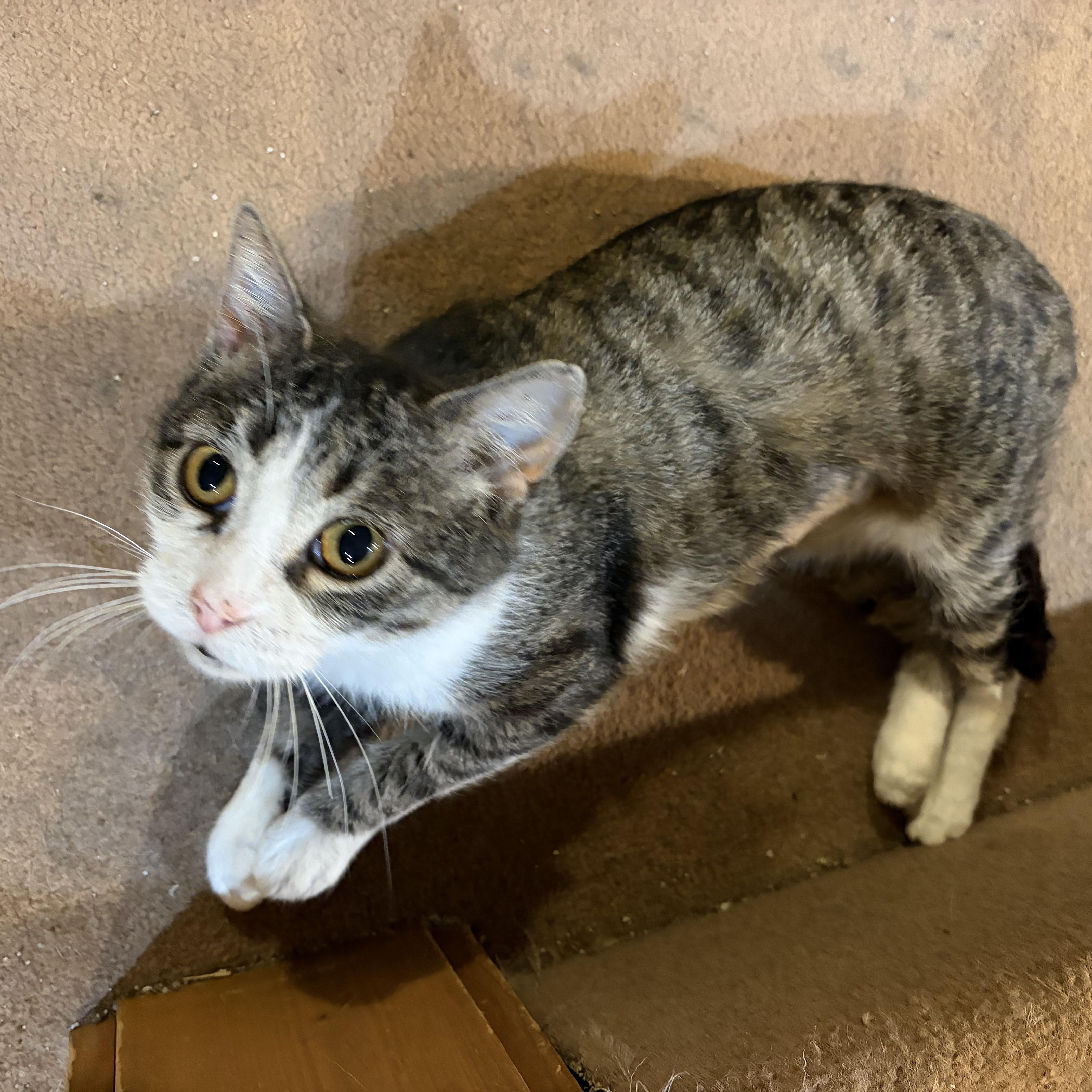 Butterscotch thumbnail 4