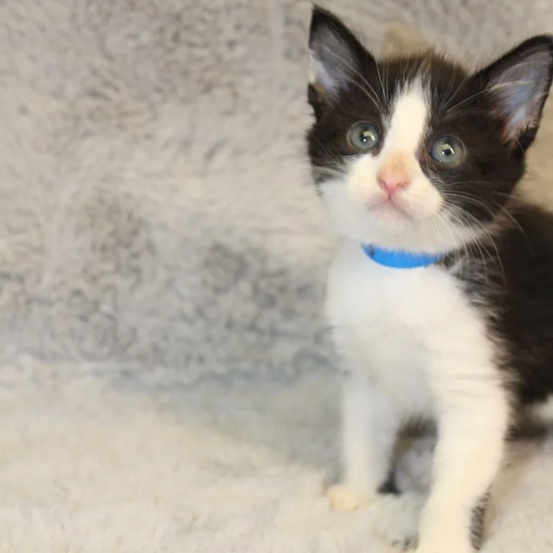 A baby small-sized male Black Domestic Medium Hair cat named Earl Grey for adoption in Auburn, AL