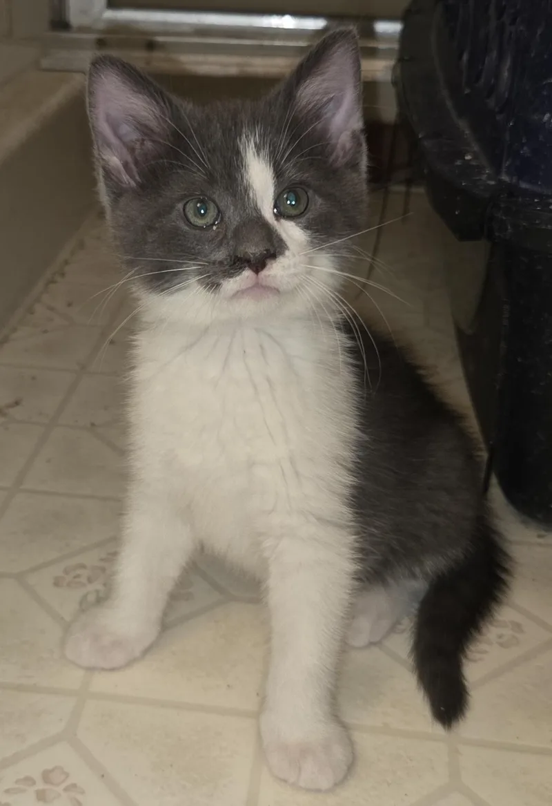 Marshmallow Sky thumbnail 4