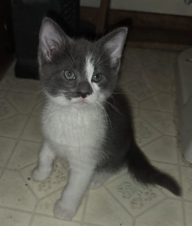 Marshmallow Sky thumbnail 5