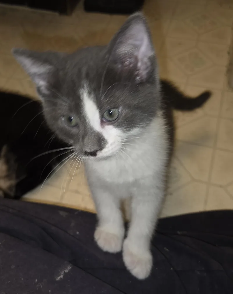 Marshmallow Sky thumbnail 6