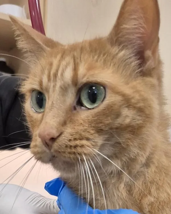 A senior large-sized male Domestic Short Hair cat named Lord Farquaad for adoption in Silverdale, WA