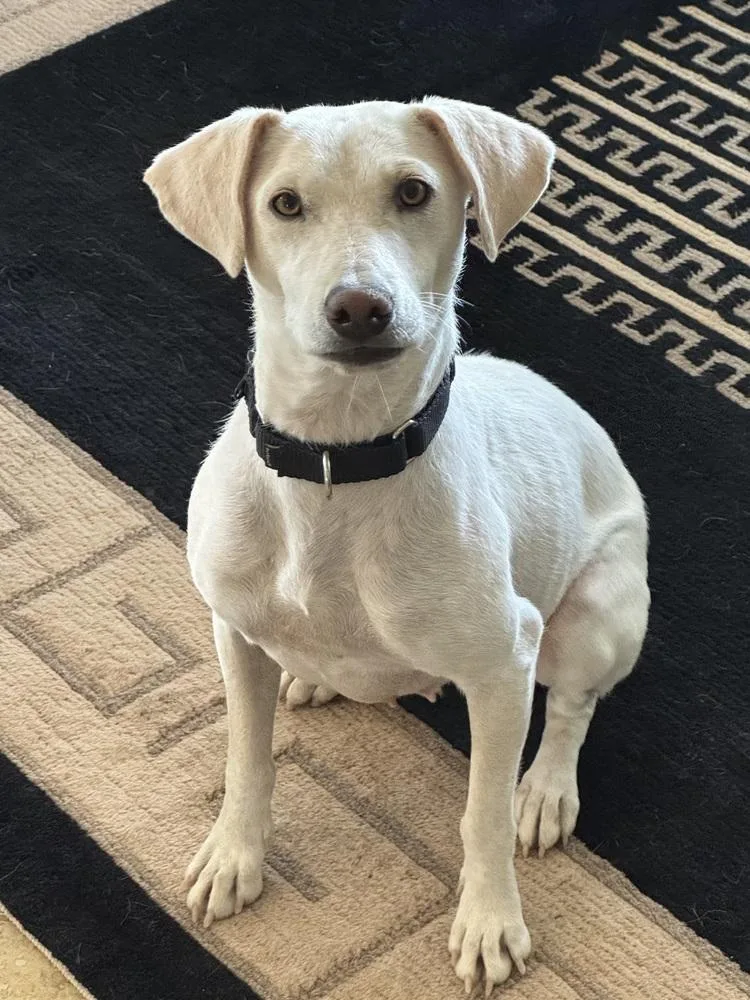 An adult medium-sized female White / Cream Labrador Retriever dog named Rosa for adoption in TUCSON, AZ