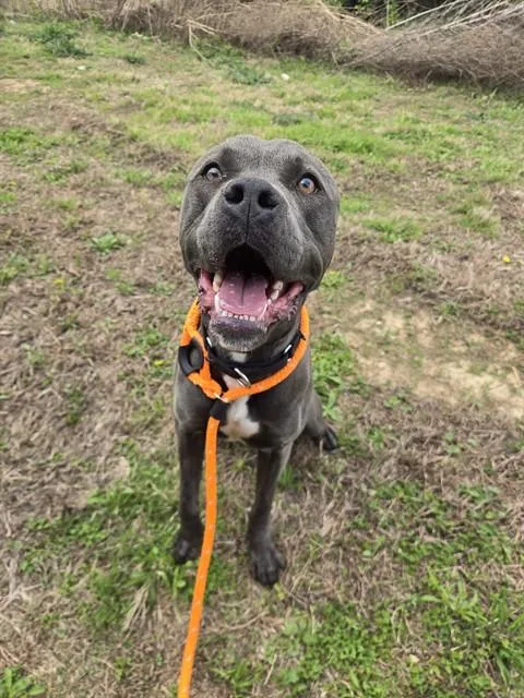 A young large-sized male Terrier dog named Chubbz for adoption in Olivette, MO