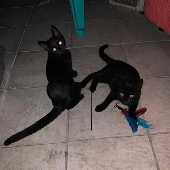 A baby small-sized female Black Domestic Short Hair cat named Delilah for adoption in Lauderhill, FL