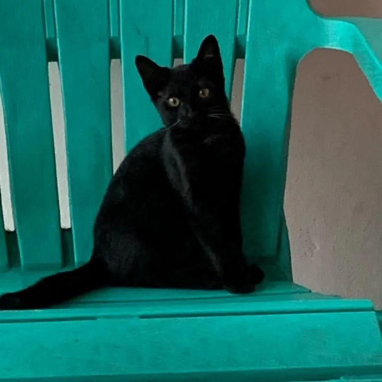Delilah thumbnail 4