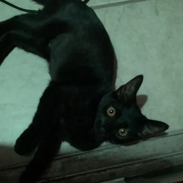 Delilah thumbnail 5