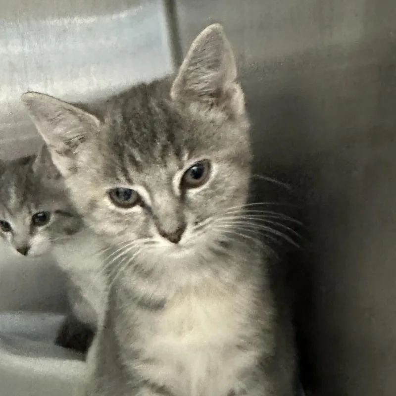 A baby small-sized female Domestic Short Hair cat named Persephone for adoption in Corbin, KY