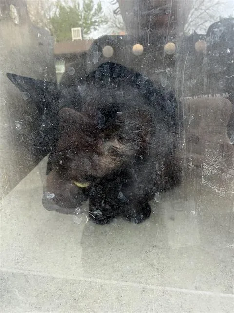 An adult medium-sized male Domestic Short Hair cat named Scruff Mc Gruff for adoption in West Valley City, UT