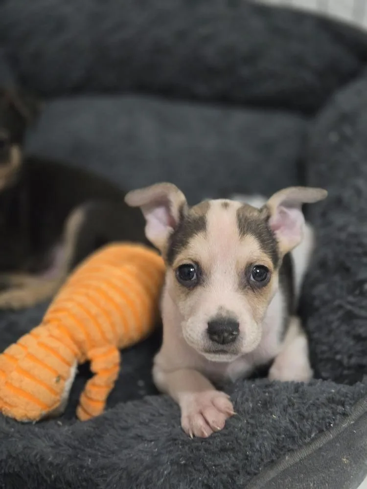 Waylon thumbnail 2
