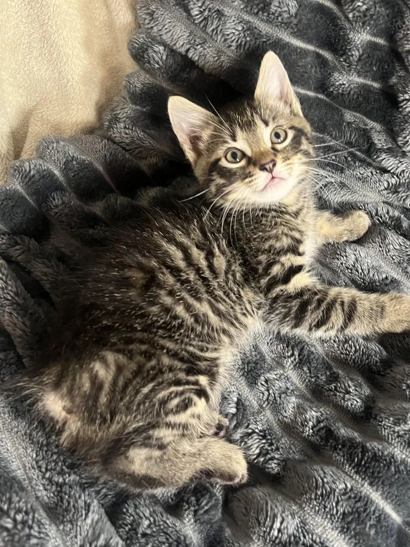 A baby small-sized male American Bobtail cat named Mills for adoption in Cookeville, TN