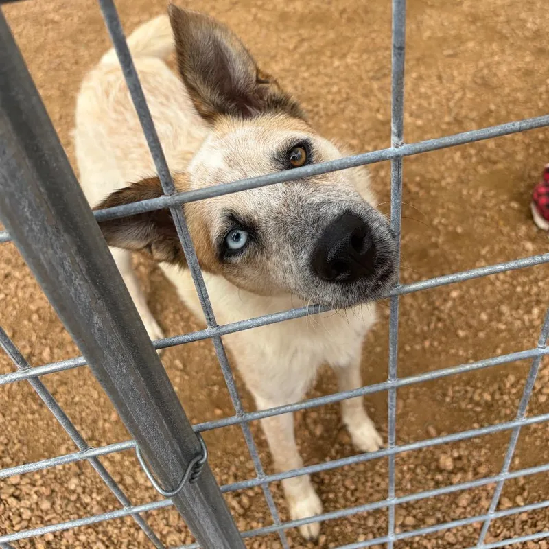 A young medium-sized female White / Cream Cattle Dog dog named Saharra KCAC . for adoption in Kerrville, TX