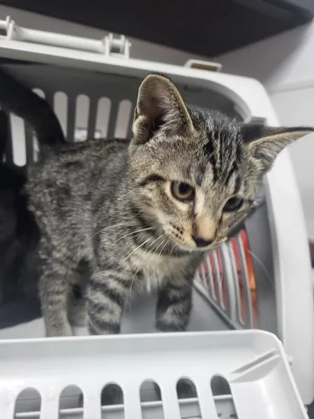A baby small-sized male Domestic Short Hair cat named Nf Bartholomew for adoption in Lawrenceville, GA
