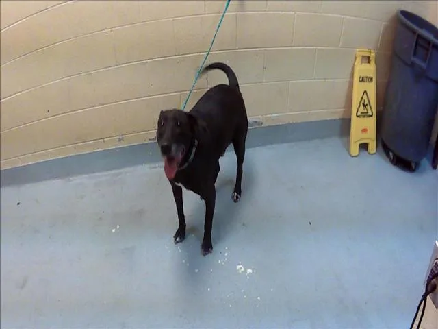 An adult large-sized male Labrador Retriever dog named Buddy for adoption in Tulsa, OK