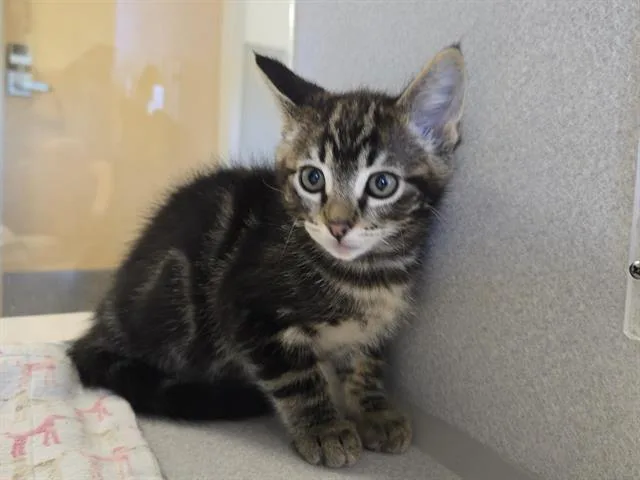 A baby small-sized male Domestic Short Hair cat named Boy Named Sue for adoption in Auburn, CA