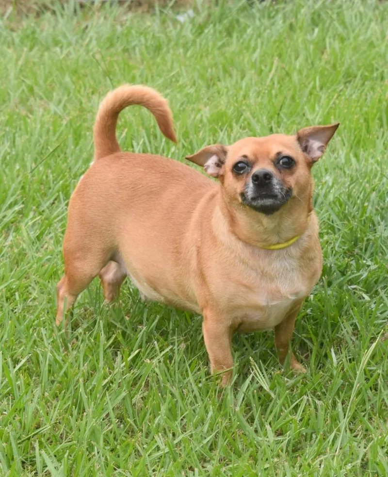 An adult medium-sized male Chihuahua dog named Copper for adoption in Kingsland, GA