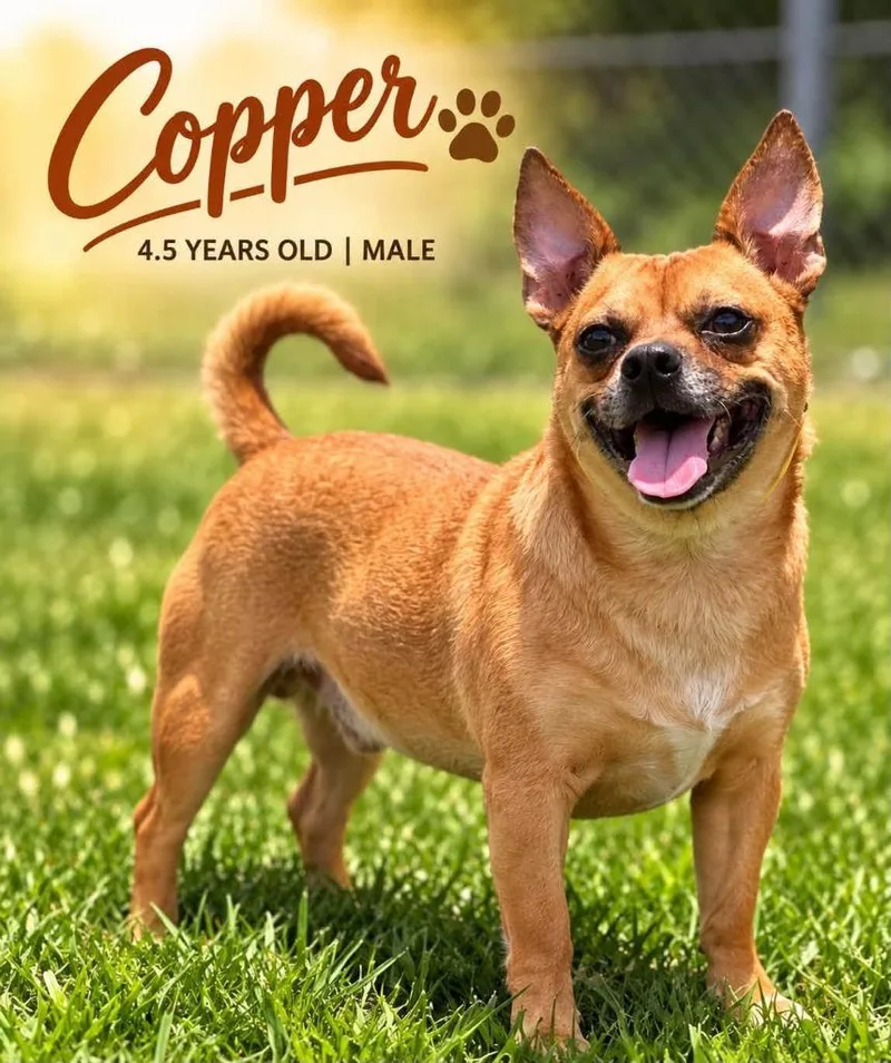 Copper thumbnail 2