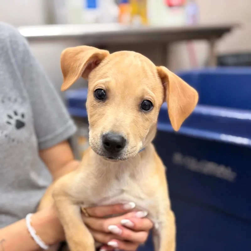 A baby small-sized male Yellow / Tan / Blond / Fawn Mixed Breed dog named Dakota for adoption in Ardmore, OK