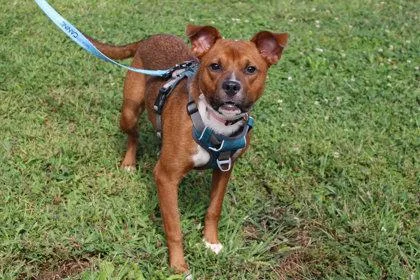 An adult large-sized female Mixed Breed dog named Freya for adoption in Kansas City, MO