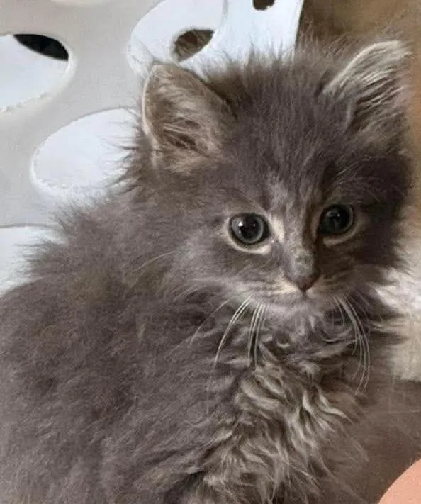 A baby medium-sized male Gray & White Domestic Long Hair cat named Ren Hoek for adoption in Brockport, NY