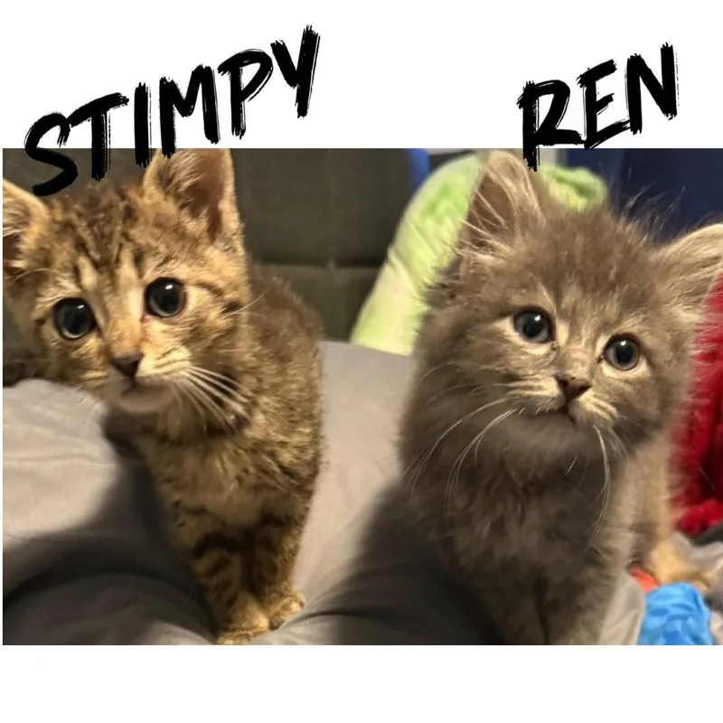 Ren Hoek thumbnail 4