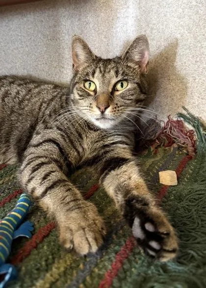 An adult medium-sized female Domestic Short Hair cat named Ethel for adoption in Washington, DC