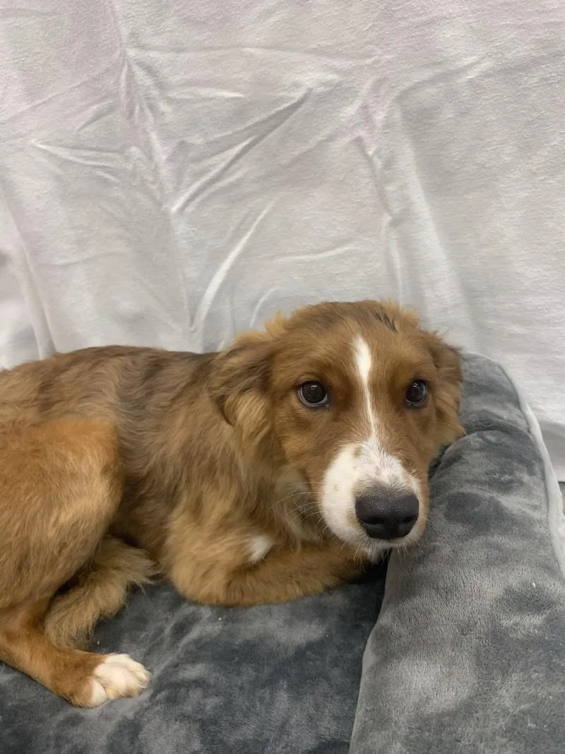 A young medium-sized female White / Cream Australian Shepherd dog named Maple for adoption in bellefontaine, OH