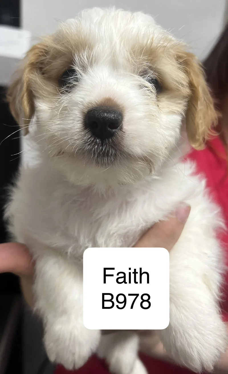 A baby small-sized female Brown / Chocolate Shih Tzu dog named Faith for adoption in Morganton, NC
