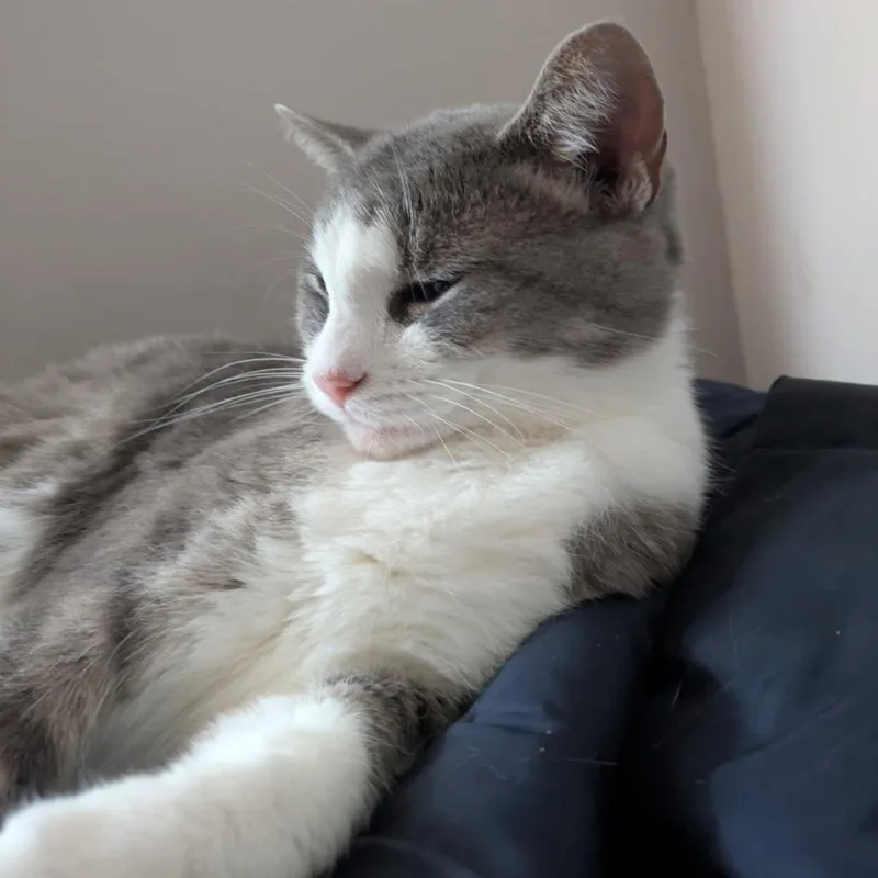 An adult medium-sized female Gray / Blue / Silver Domestic Short Hair cat named French Toast for adoption in Evanston, IL