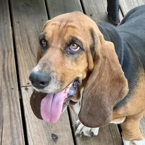 An adult large-sized female Tricolor (Brown, Black, & White) Basset Hound dog named Cleo for adoption in St. Paul, MN