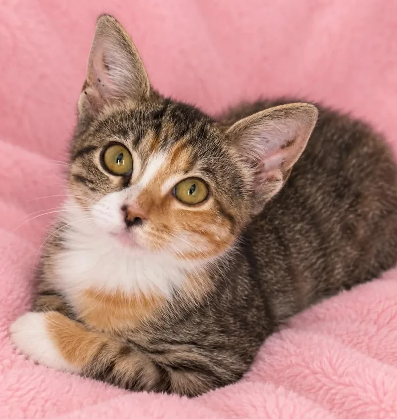 A baby small-sized female Domestic Short Hair cat named Hera for adoption in Columbia, TN