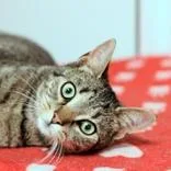 An adult medium-sized female Tabby (Brown / Chocolate) Domestic Short Hair cat named Thyme for adoption in Hilliard, OH