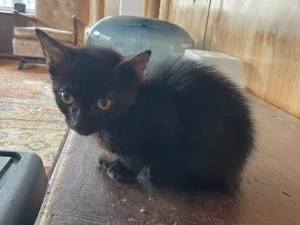 A young medium-sized male Domestic Short Hair cat named Jack for adoption in Kansas City, MO