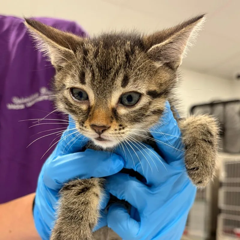 A baby small-sized female Brown / Chocolate Domestic Short Hair cat named Nuvia for adoption in Newark, NJ