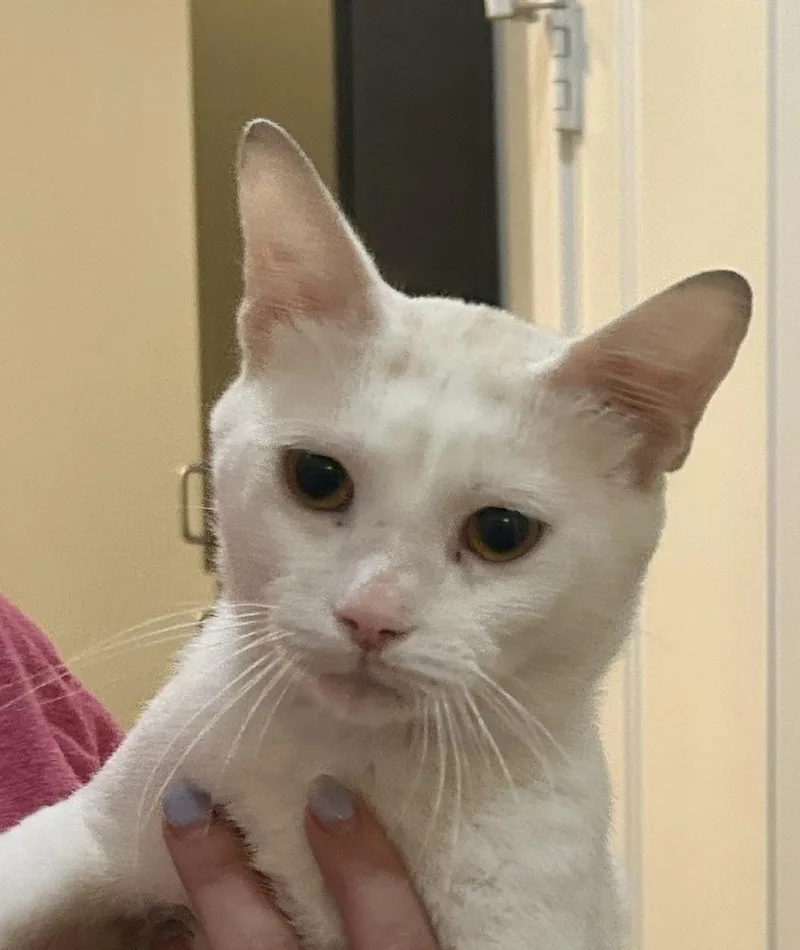 An adult medium-sized male White Domestic Short Hair cat named Lover for adoption in Dallas, TX