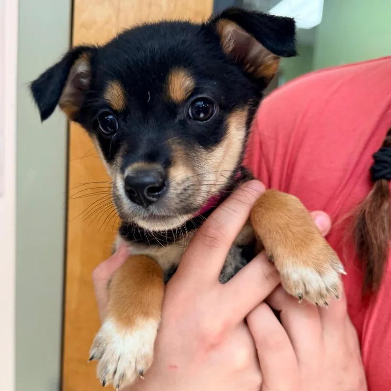 A baby small-sized female Brown / Chocolate Australian Shepherd dog named Stitch for adoption in Columbus, GA