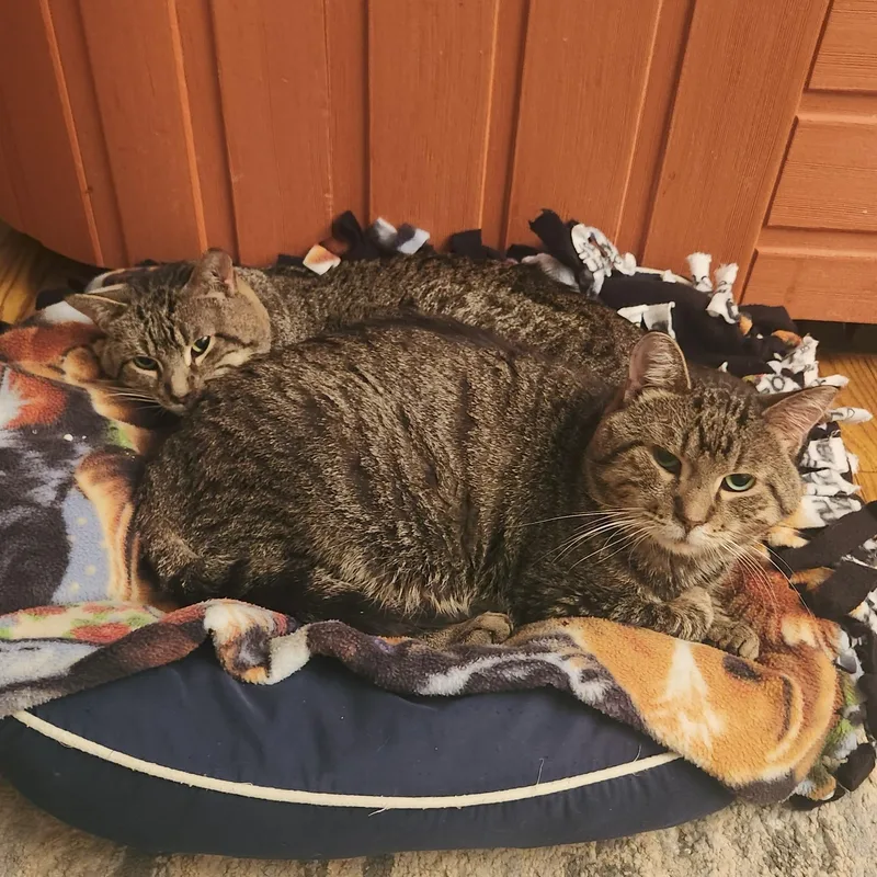 An adult medium-sized male Tabby (Brown / Chocolate) Domestic Short Hair cat named Rico for adoption in Rochester, MN