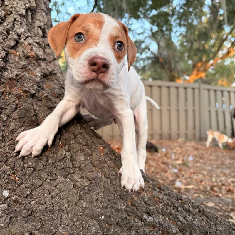 A baby medium-sized male White / Cream Hound dog named Odyssey for adoption in Melrose, FL