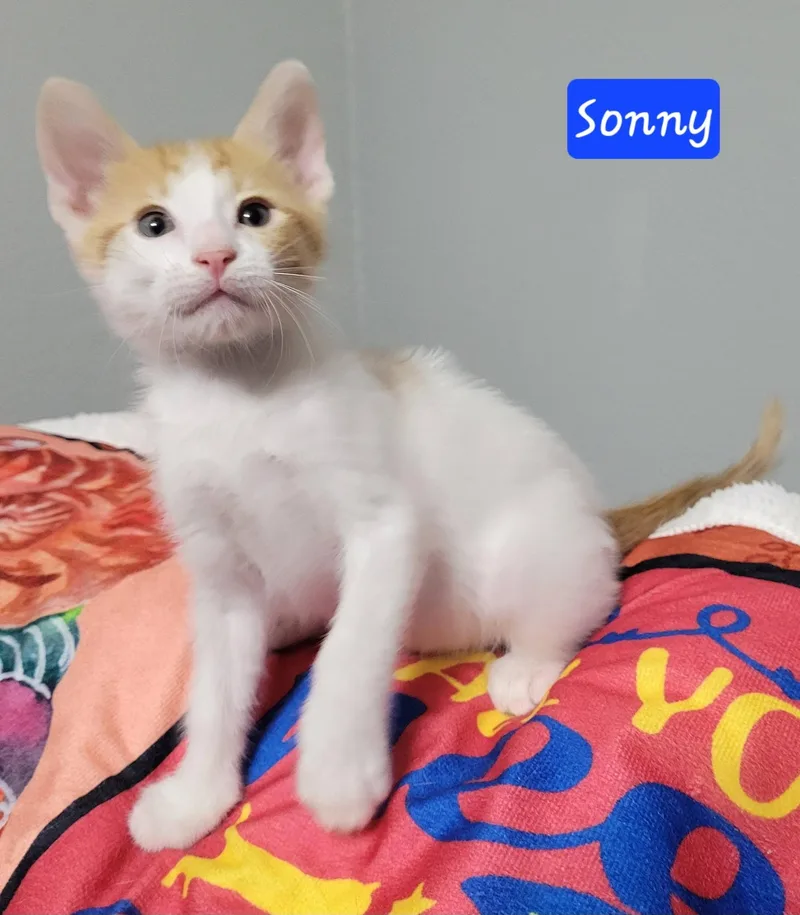 Sonny thumbnail 3