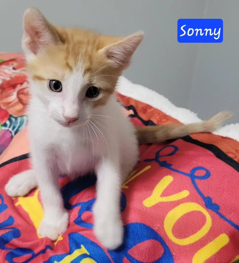 Sonny thumbnail 6