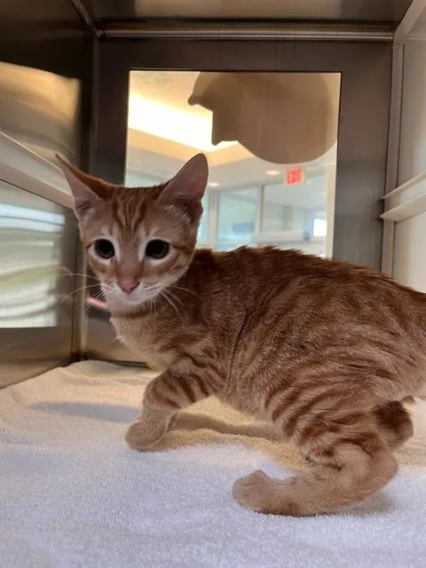 A baby small-sized male Domestic Short Hair cat named Jess for adoption in Pearland, TX