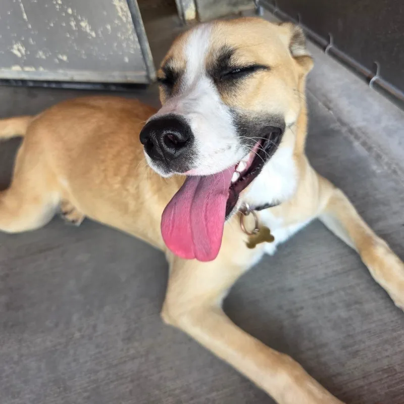 A young medium-sized female White / Cream Mixed Breed dog named Layla for adoption in Park City, UT