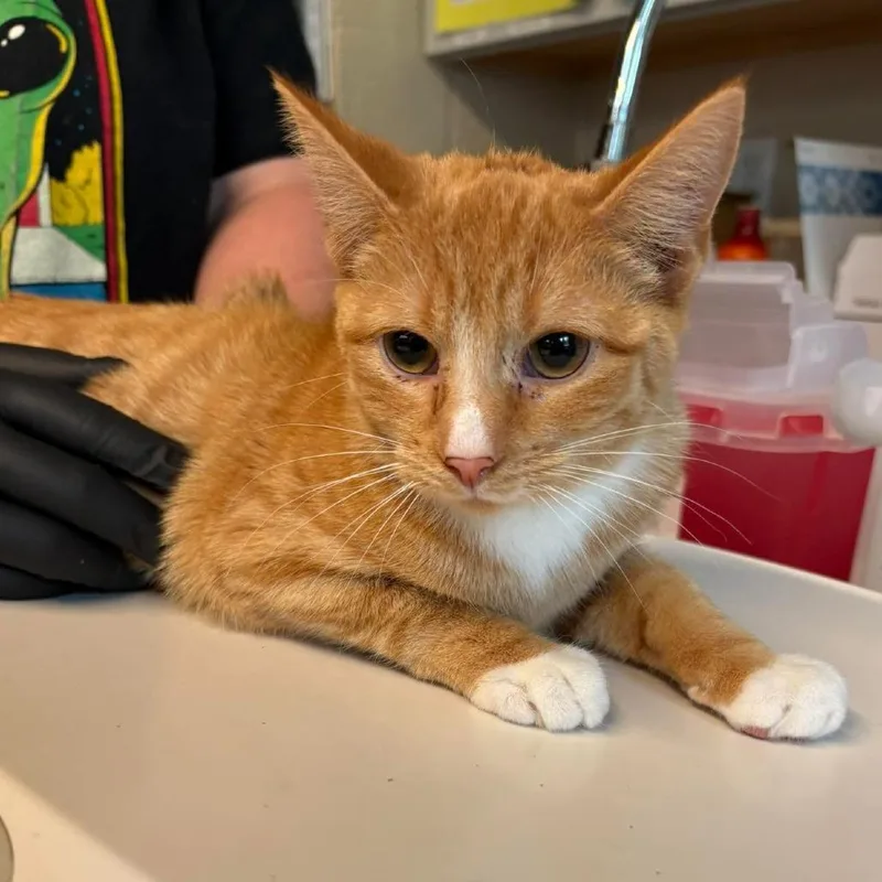 A young small-sized female Orange / Red Domestic Short Hair cat named Shelby for adoption in Huntington, WV