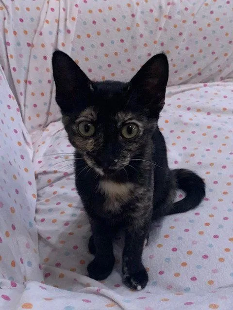 A baby small-sized female Domestic Short Hair cat named Iggy Azalea for adoption in Mission Viejo, CA