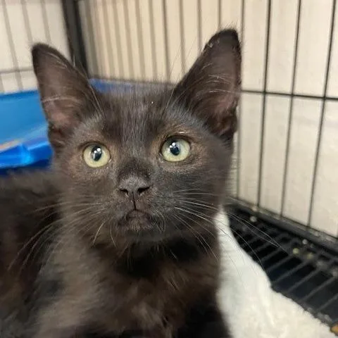 A baby small-sized male Black Domestic Short Hair cat named Poof for adoption in Long Beach, CA